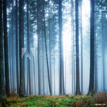 Bild på Mysterious fog in the green forest